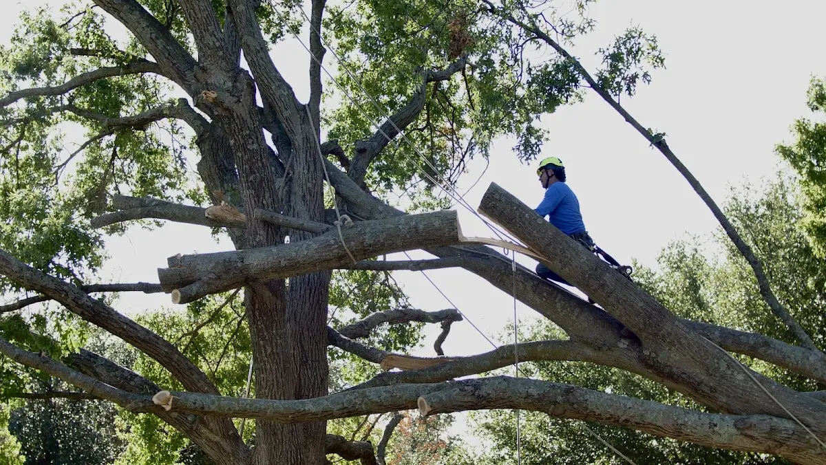 Professional Crown Thinning performed by certified arborists in Laurelville